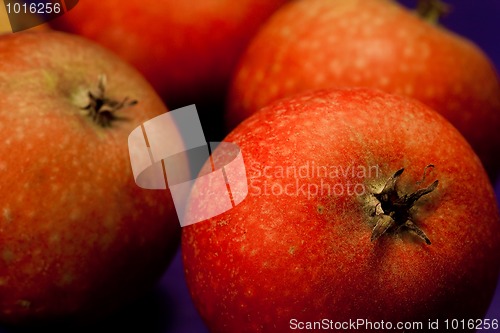 Image of Red apples