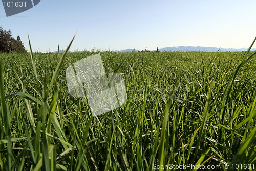Image of Grass