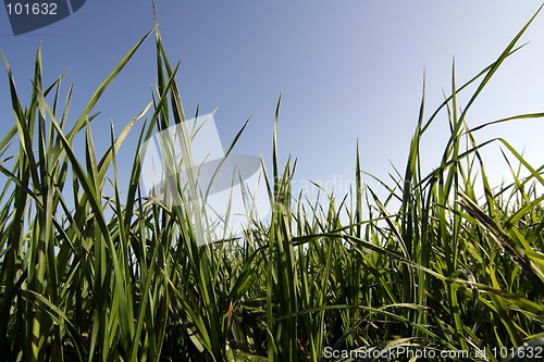 Image of Grass