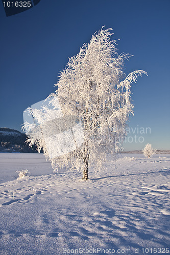 Image of Big frozen tree in sunshine