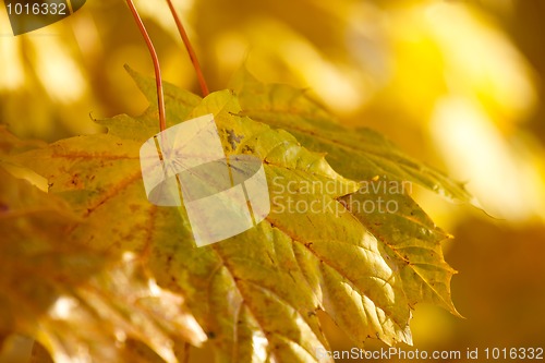 Image of Autumn background with very shallow focus 