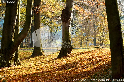 Image of Autumn morning with sun and shadows in park