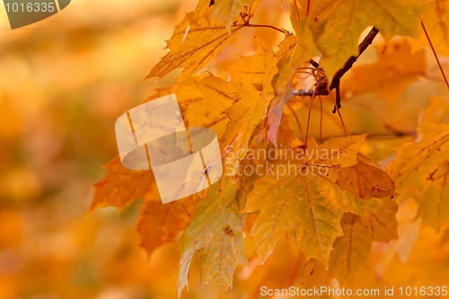 Image of Orange Autumn background with very shallow focus 