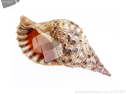 Image of Big seashell