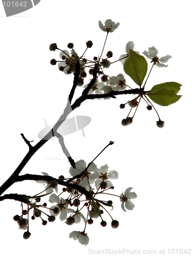 Image of Cherry Blossom