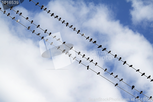 Image of Birds on the electric wire