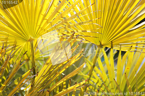 Image of Bright yellow palm leaves