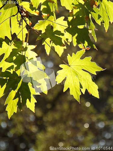 Image of A branch of bright green leaves