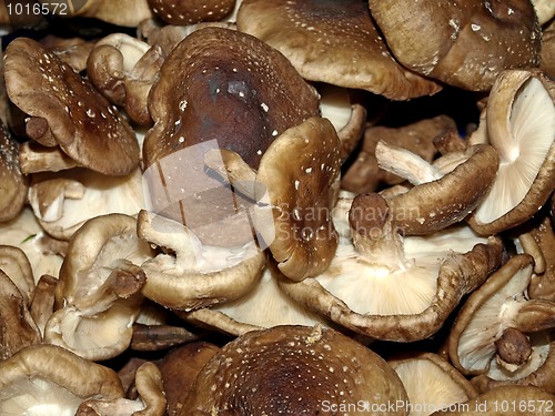 Image of Shiitake