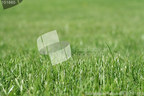 Image of Grass