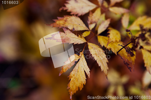 Image of Autumn leaves