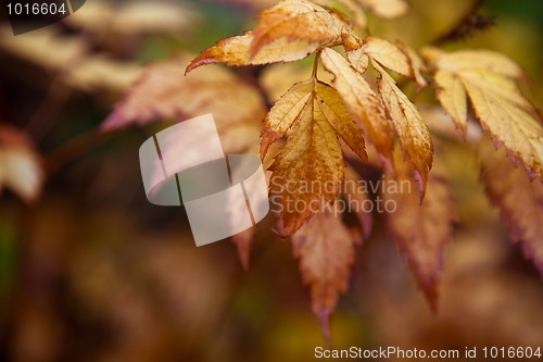 Image of Autumn leaves