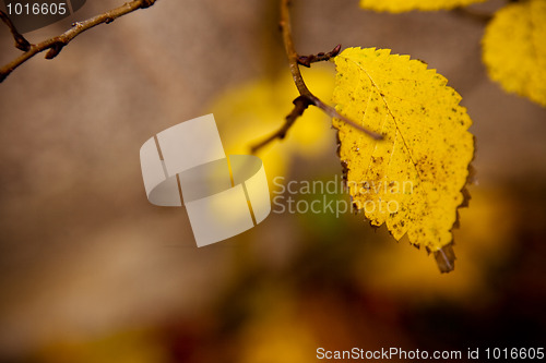 Image of Autumn leaves