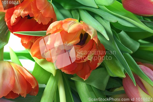 Image of Tulips