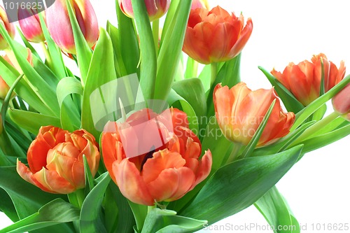 Image of Tulips