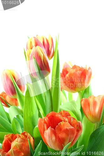 Image of Tulips