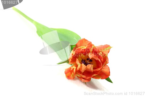 Image of Tulip