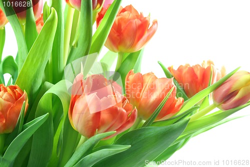 Image of Tulips