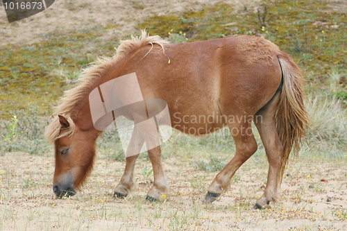 Image of braunes Shetland Pony Brown Shetland pony 