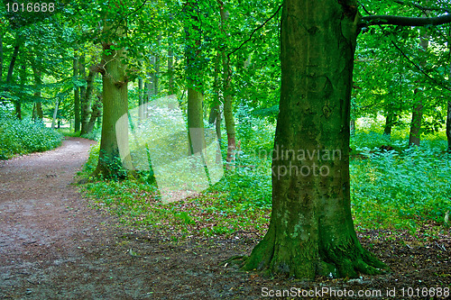 Image of Lovers lane in beech forest