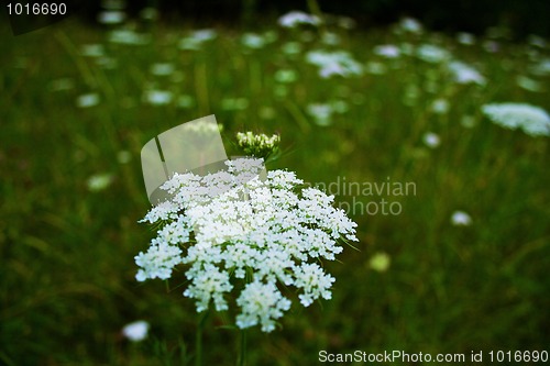 Image of Wild flower close-up