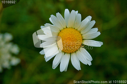 Image of Marguerite flower