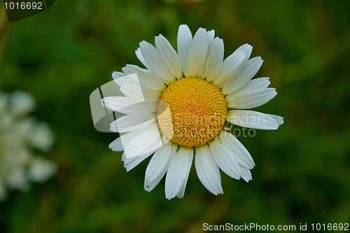 Image of Marguerite flower