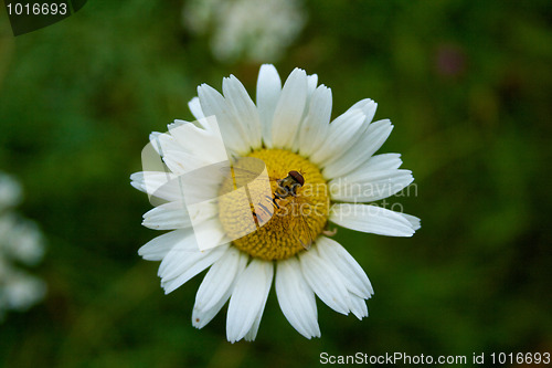 Image of Flower, close-up of marguerite