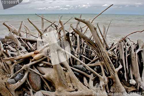 Image of Driftwood on the beach