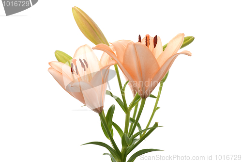 Image of Lilies