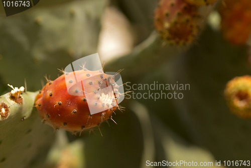 Image of Prickly pear