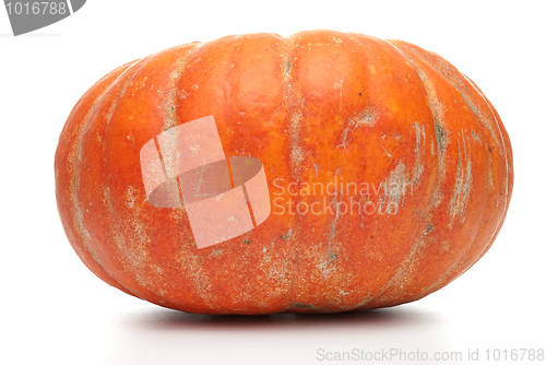 Image of Ripe orange organic pumpkin
