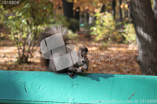 Image of squirrel