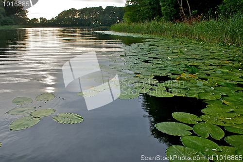 Image of Lake with waterlilies