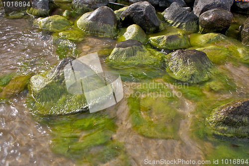 Image of Stones on water's edge with green algae (seaweed)