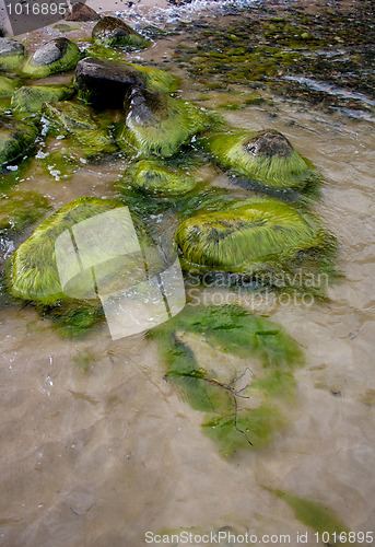 Image of Rocks on the beach covered with seaweed ( algae)
