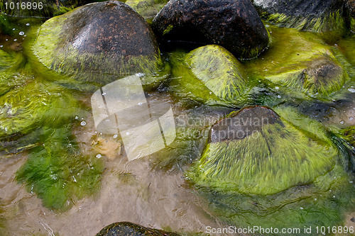 Image of Green seaweed (algae) on rocks 