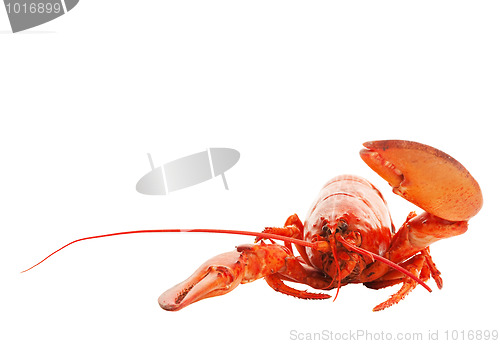 Image of Lobster Hello