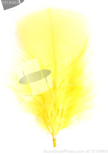 Image of yellow feather 