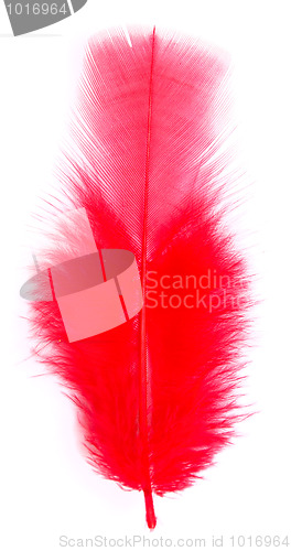 Image of red feather