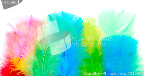 Image of feathers