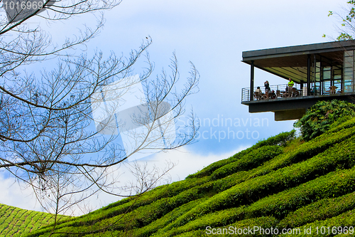 Image of  Cameron Highland Tea Plantation