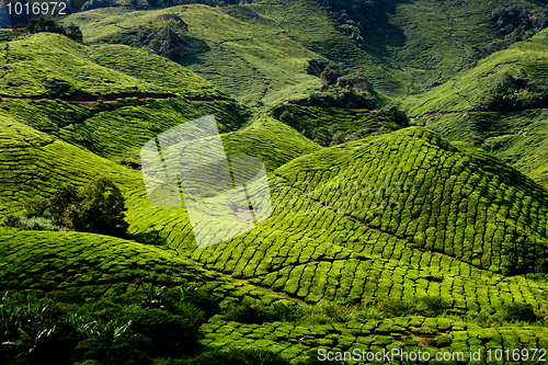 Image of Cameron Highland Tea Plantation