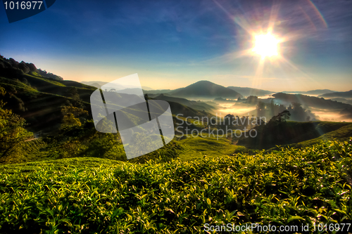 Image of Cameron Highland Tea Plantation