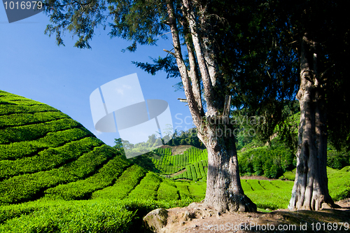 Image of Cameron Highland Tea Plantation