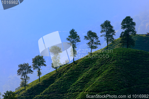 Image of Cameron Highland