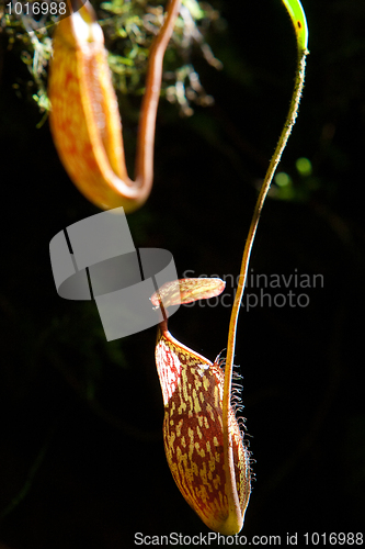 Image of Nepenthes Alata Flower or Pitcher Plant