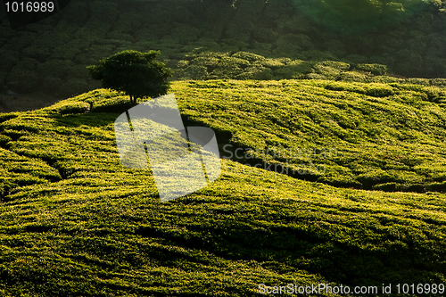 Image of Cameron Highland Tea Plantation