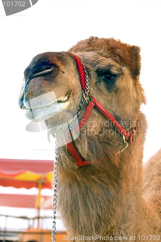 Image of Circus camel.