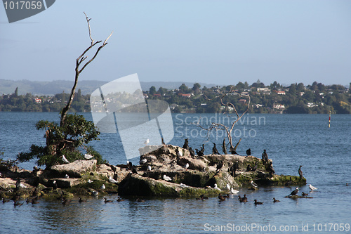 Image of Bird colony